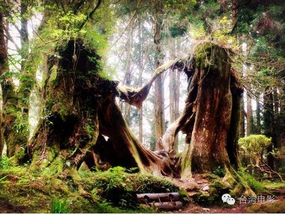 阿里山在哪里_类似用尽一生去爱的文_我用尽一生去追求完美与智慧