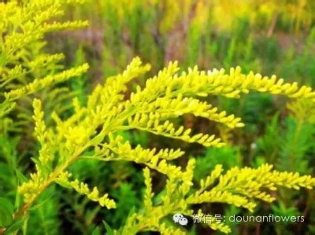 秋麒麟花 麒麟花土 麒麟草 麒麟花图片