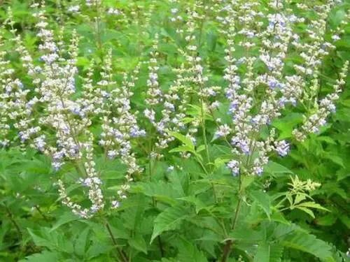 生长在阳山人身边的草药,你天天踩它,却不知它的神奇功效!