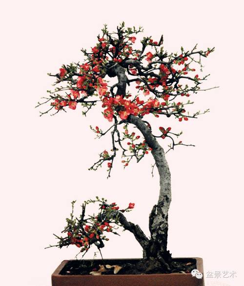 海棠盆景
