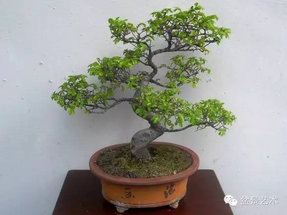 榆树盆景