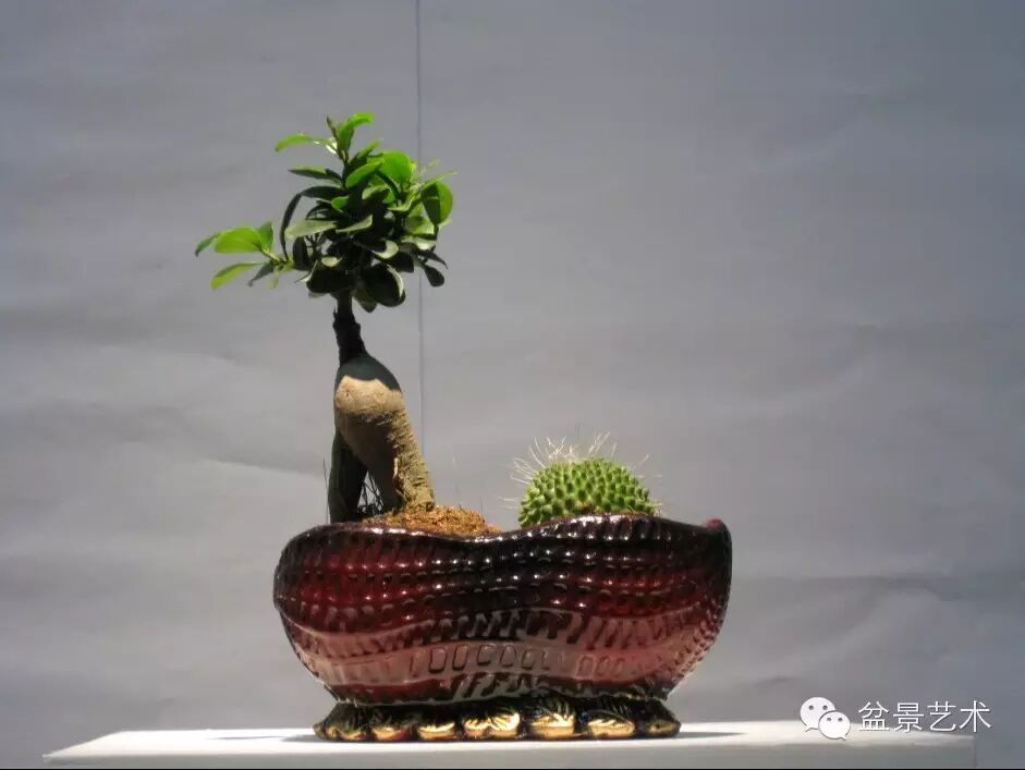 人参榕盆景