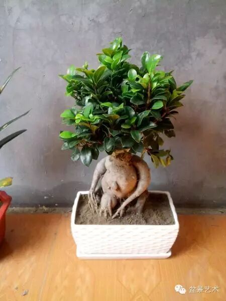 人参榕盆景