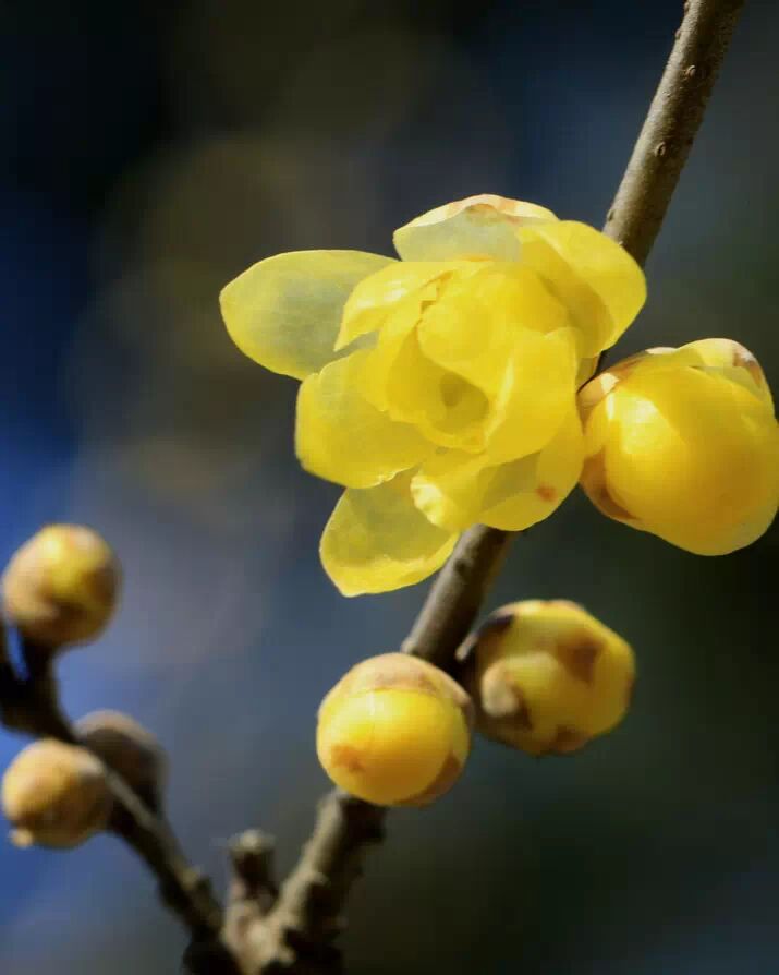 小寒腊梅香咏梅诗赏