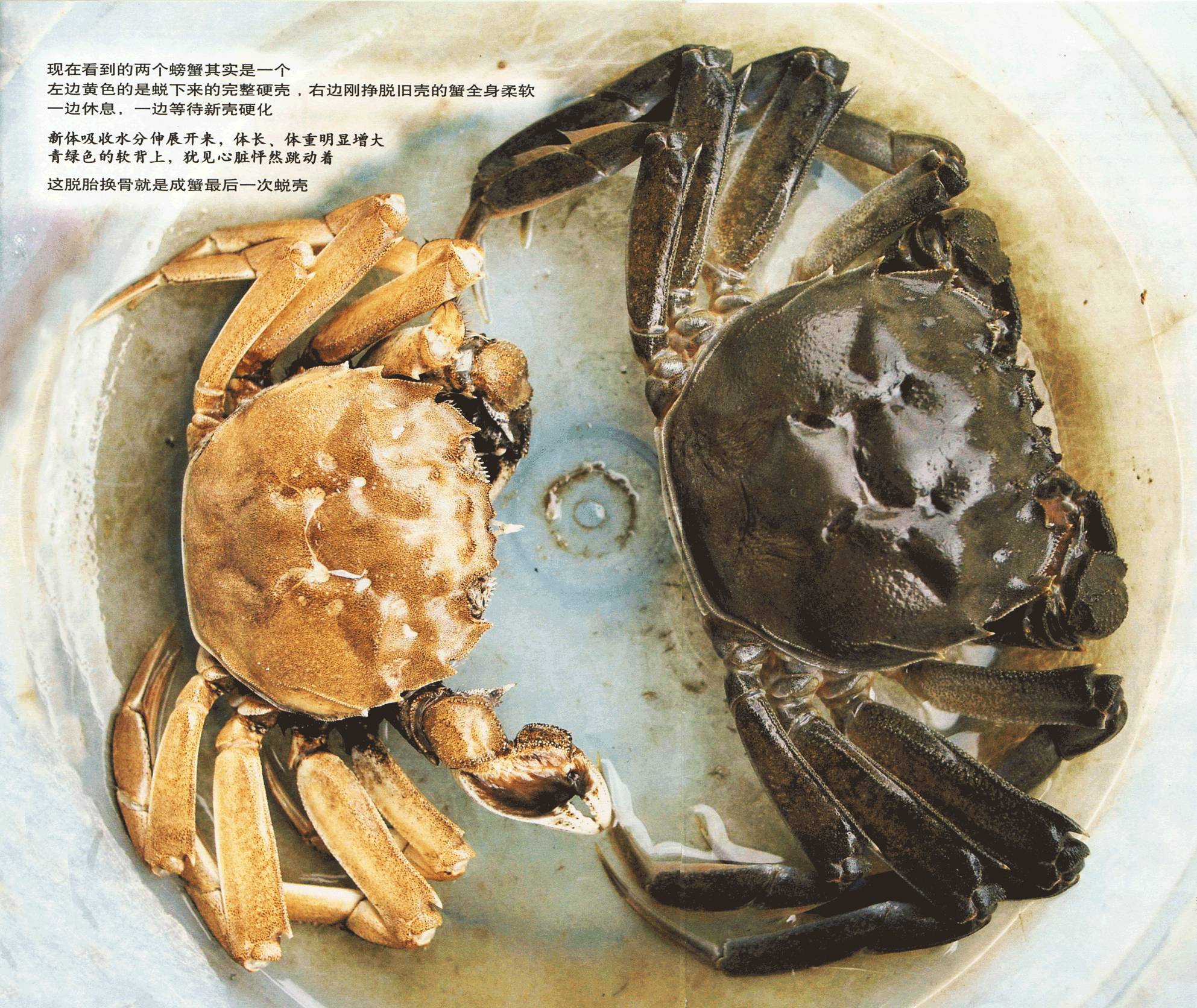 大闸蟹蜕壳过程