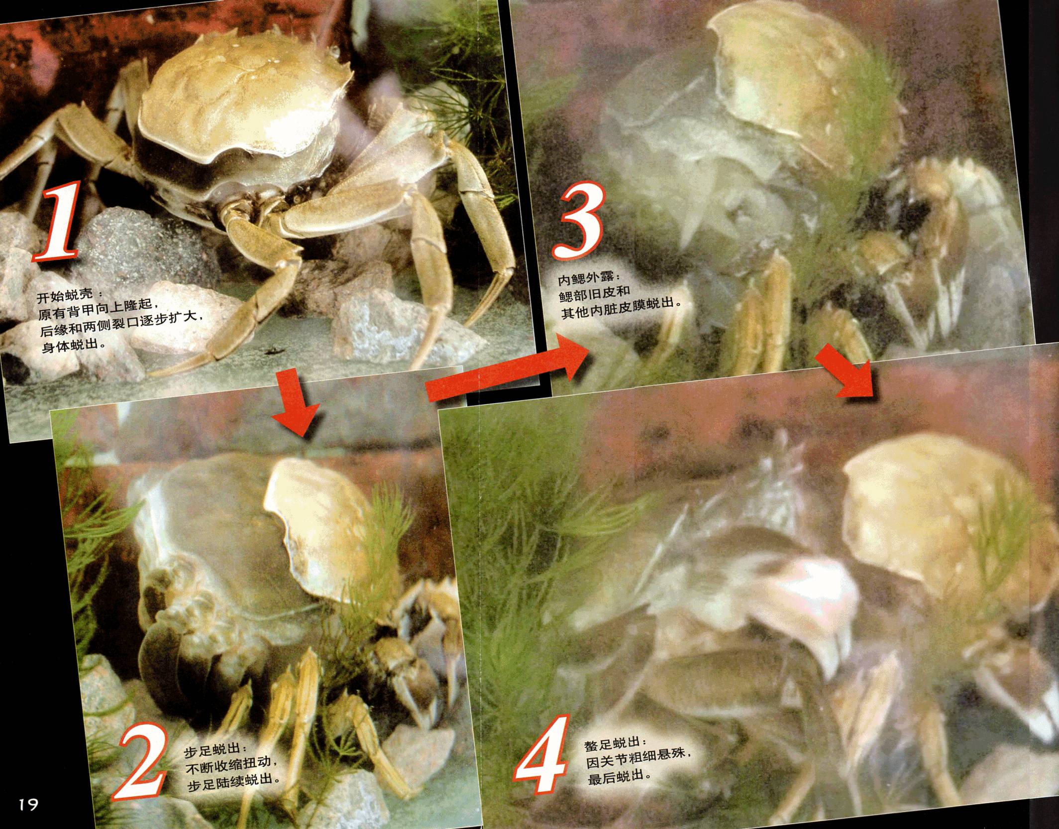 汉声说蟹(三)——大闸蟹成长记|成都水产捕捞联盟