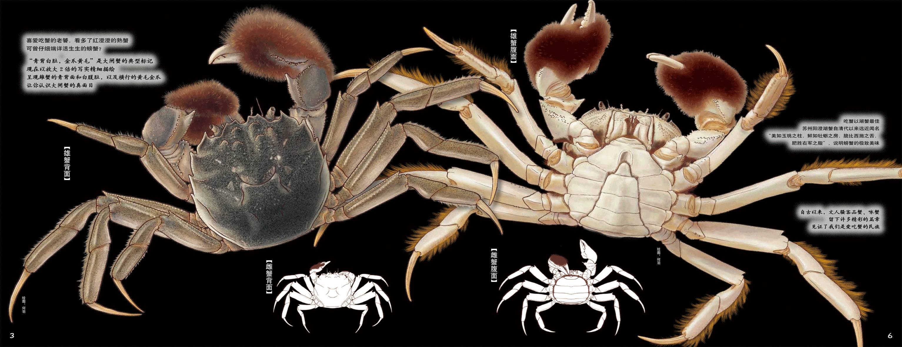 凶猛,不按常理出牌的铁甲大将军",但它却偏偏喜欢生长在温柔之乡苏州