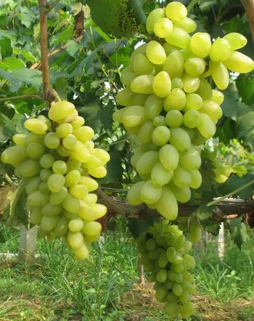 玉手指是浙江省农业科学院园艺研究所由金手指芽变选育的葡萄新品种