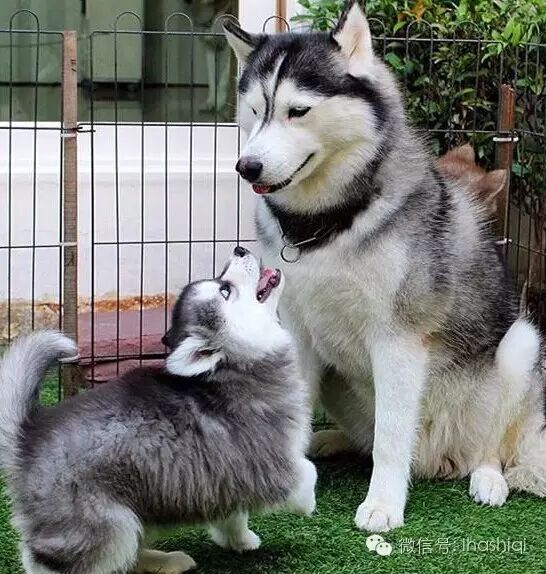 初为狗父的哈士奇，有点懵逼！