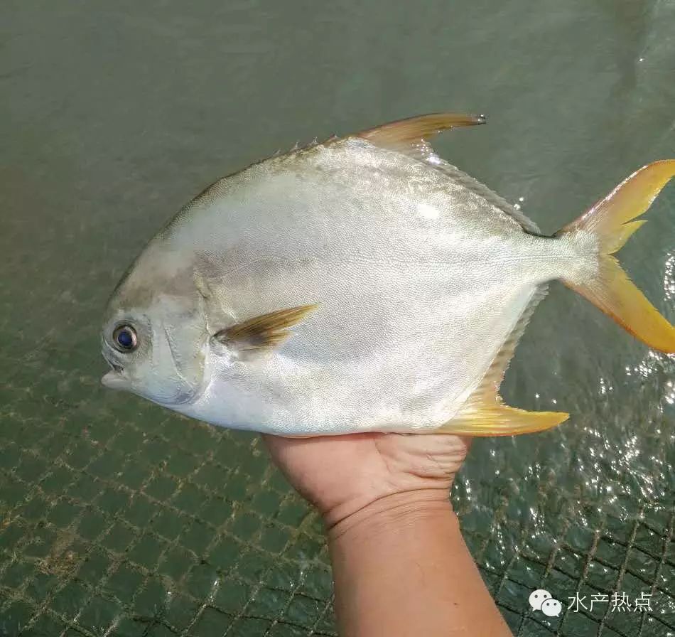 金鯧魚養殖新手必備:池塘養殖技術和網箱養殖技術|平潭特種水產養殖交