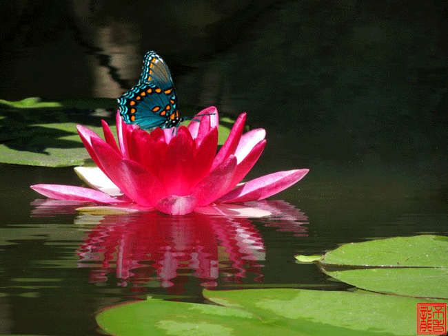 650_488gif 动态图 动图