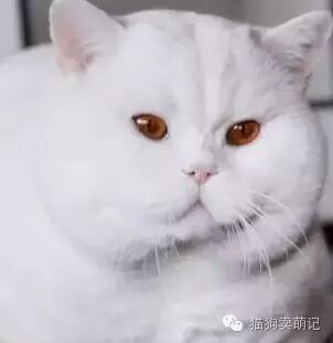 发现一头非常稀有的猫猪，呆萌呆萌的！
