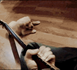 愛狗狗的人VS狗狗的主人，狗的世界誰更懂？ 寵物 第9張