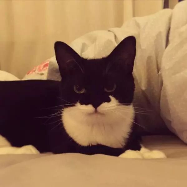酷似蝙蝠侠 更像黑猫警长 国外面具猫走红 Gizmo 喵星人 猫咪 网红 蝙蝠侠 黑猫警长 宠物 猫叫模拟器 便宜玩 Pianyiwan Com
