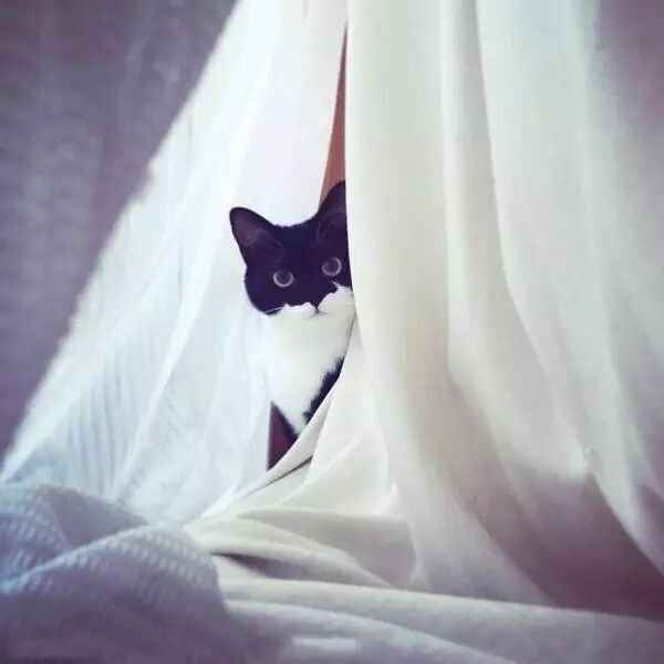 酷似蝙蝠侠 更像黑猫警长 国外面具猫走红 Gizmo 喵星人 猫咪 网红 蝙蝠侠 黑猫警长 宠物 猫叫模拟器 便宜玩 Pianyiwan Com