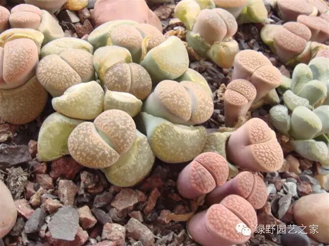 生石花种植的三个误区