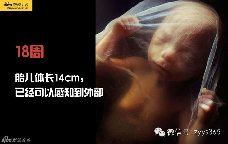 从接吻到生子造人的那些事这绝对是你第一次看到