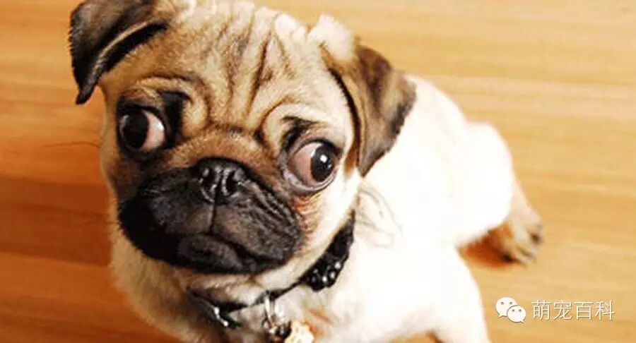 巴哥犬在荷兰叫做"mopshond"(来自于荷兰语"togrumble"),在德国叫做"