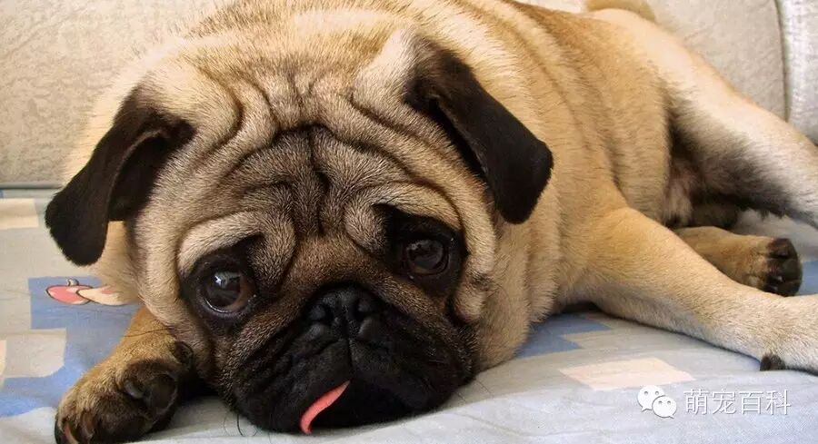 巴哥犬俱乐部(巴哥犬市场价位)