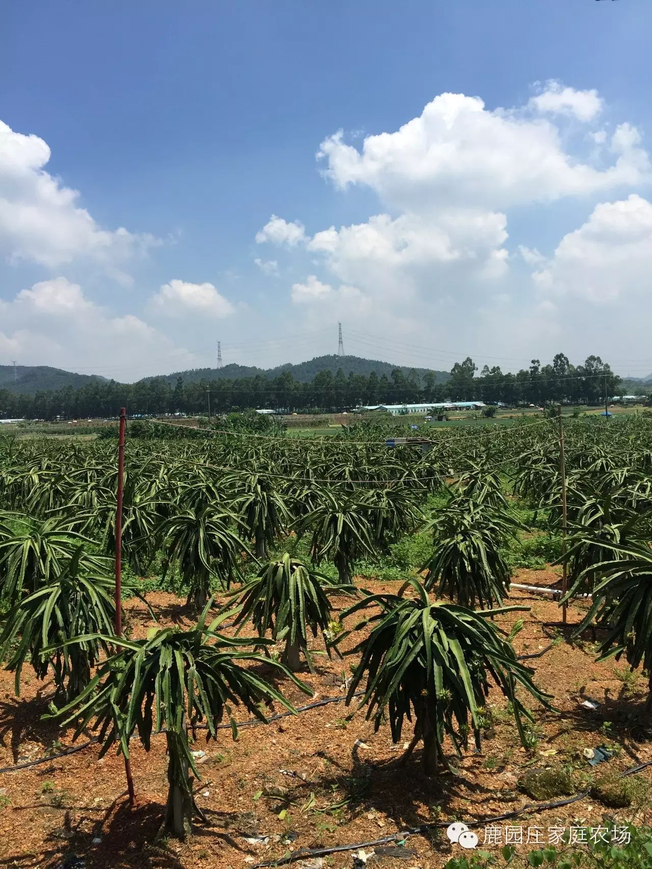 鹿園莊家庭農場漁樂圈8月9號隆重開業,開業期間釣魚免費.