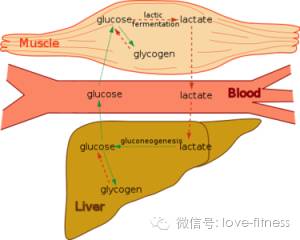 健身後酸痛怎麼處理？ 運動 第8張