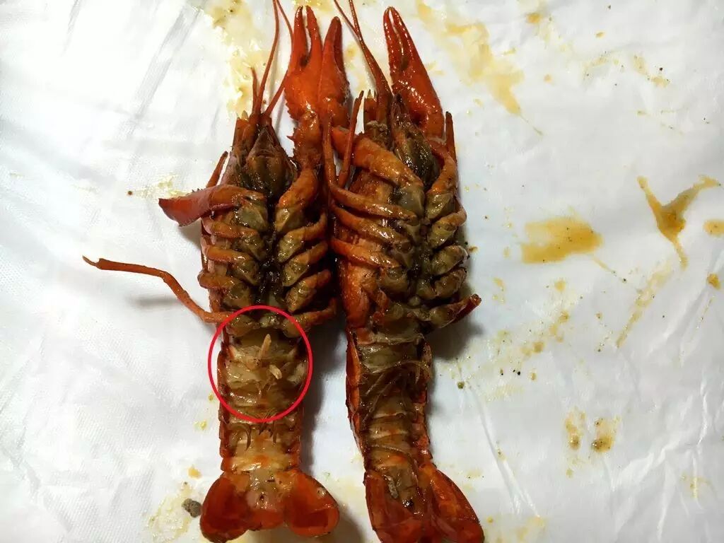 【海安·零距离】30元一斤的龙虾你敢来挑战吗?