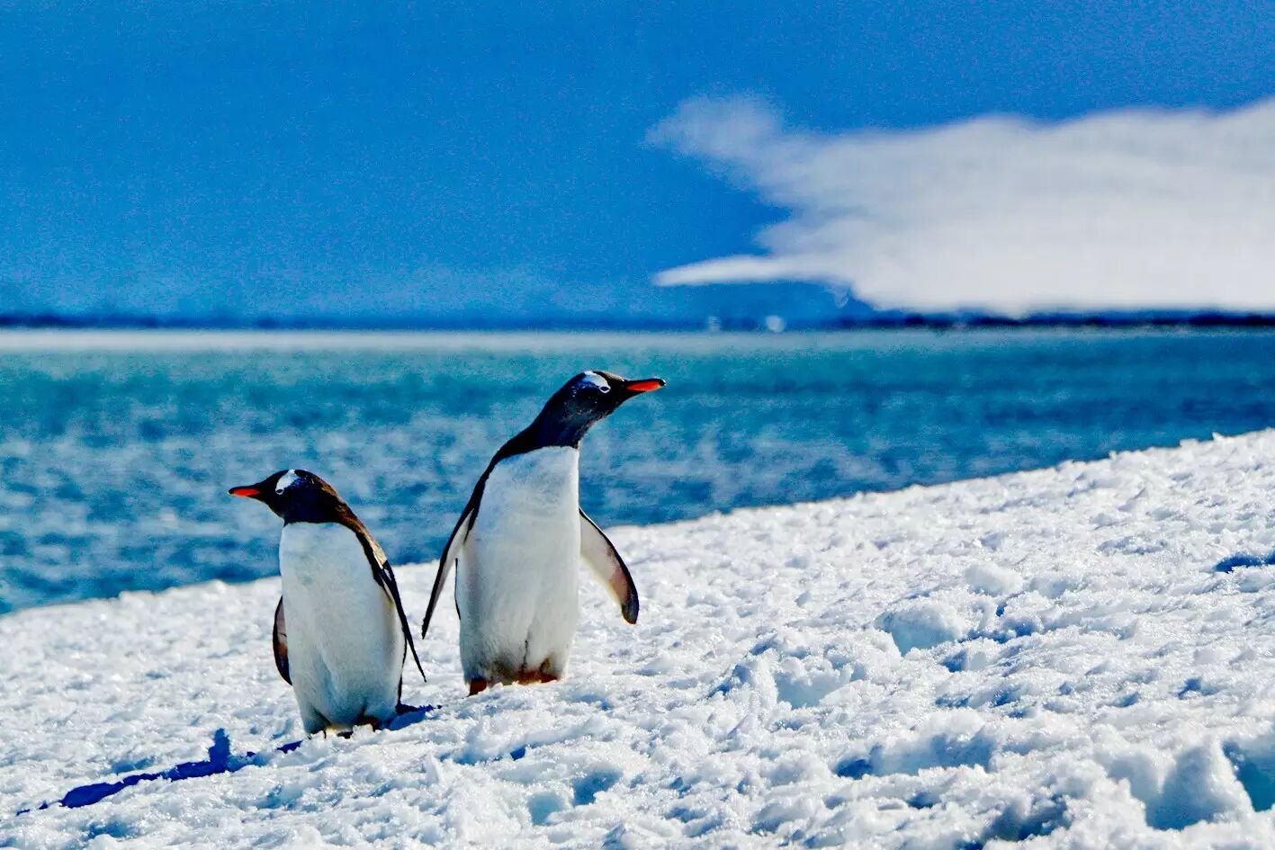 万鹏眼中的南北极