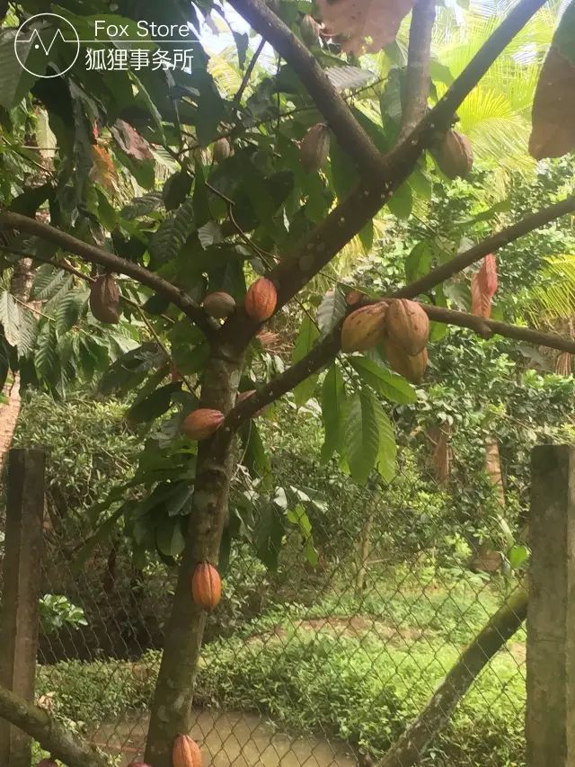 新鲜的可可果居然是山竹味的它是如何从水果变成巧克力的