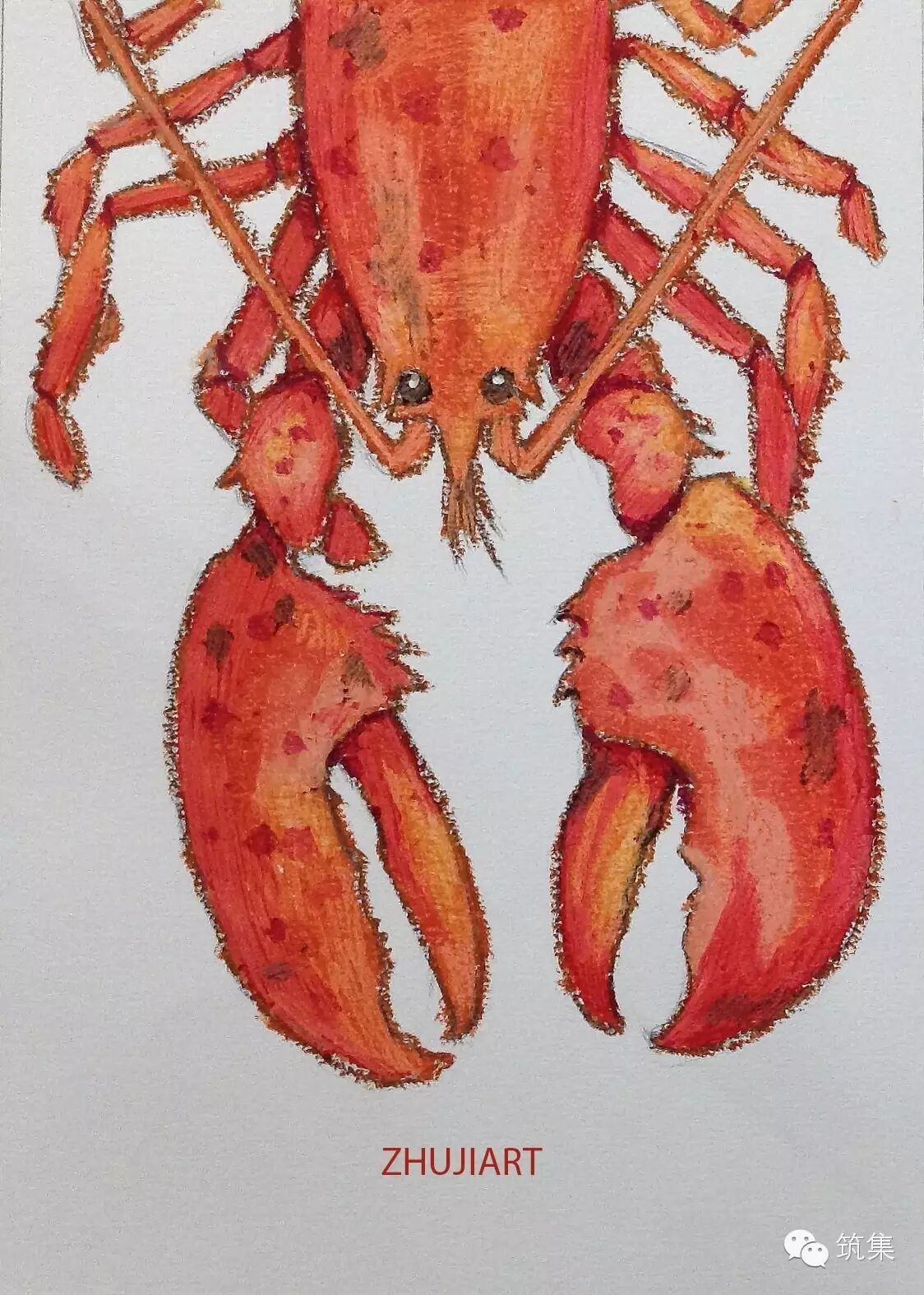 手绘教程大龙虾|筑集美术课