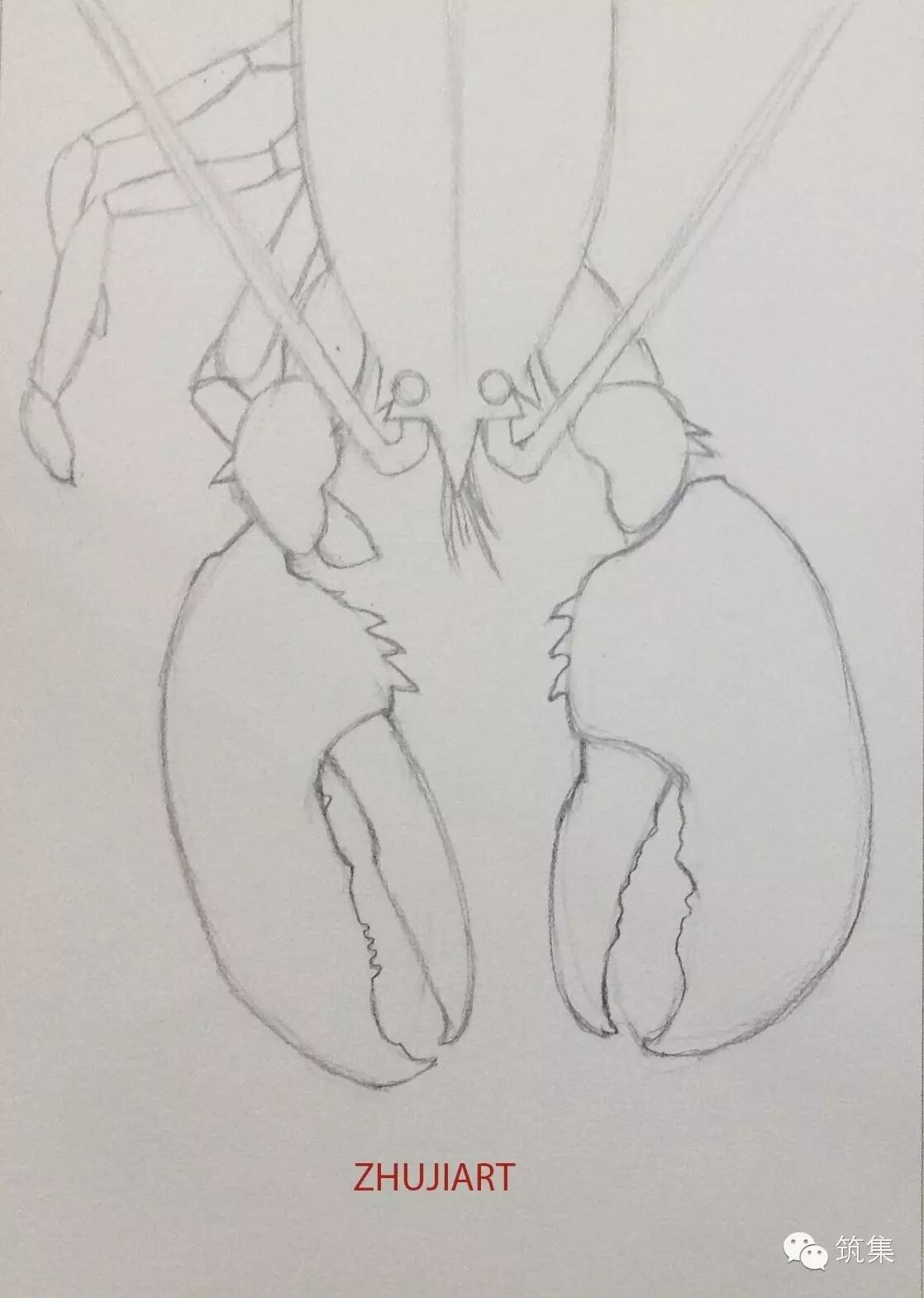 手绘教程大龙虾|筑集美术课