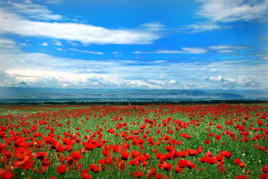 这才是中国最美的花海美到爆