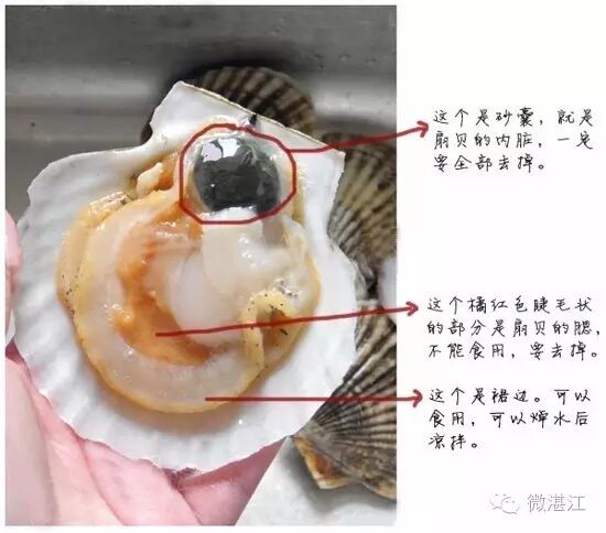 海螺头部:有两个小球球似的黄白色的东西,那是海螺脑,吃多了就会头晕