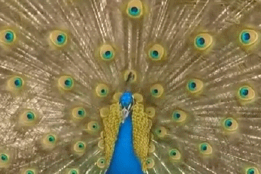 魔性动图孔雀开屏并打开了振动模式