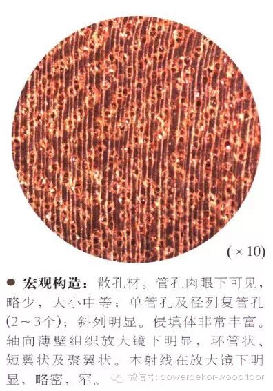 落叶乔木,高达25-30m,光泽强,耐腐,耐水性较好,略具蜡感;木材弦切面常