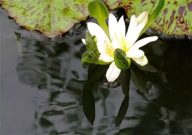 今天带来一些睡莲品种的介绍,希望你喜欢!