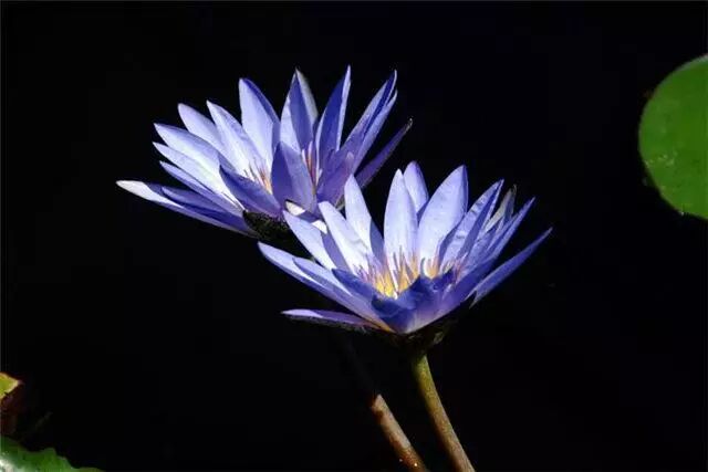 睡莲:埃及蓝睡莲