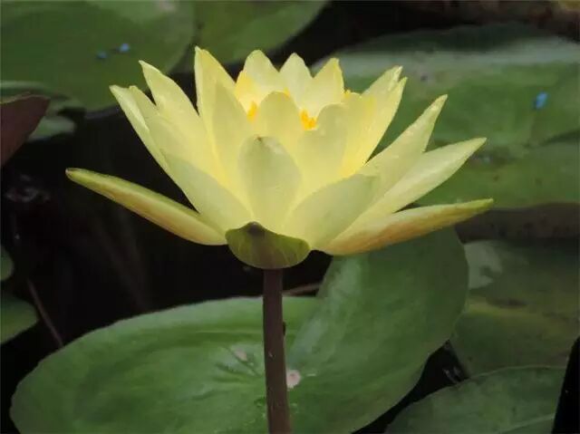 30多种珍贵的睡莲,实在是美极了!