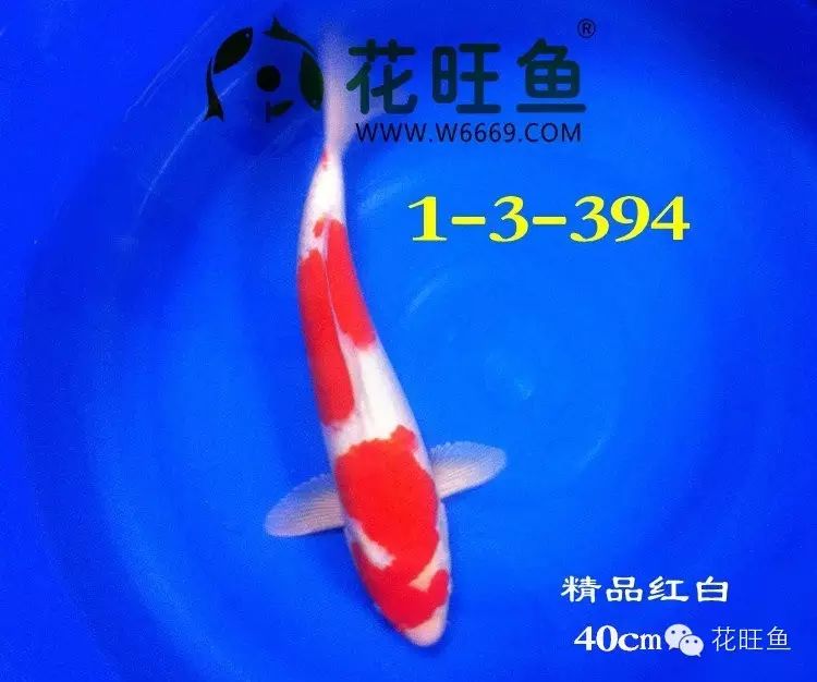 紫外线杀菌灯对鱼_紫外线杀菌灯对鱼有害吗_紫外线杀菌灯治疗鱼病