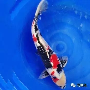 紫外线杀菌灯对鱼有害吗_紫外线杀菌灯对鱼_紫外线杀菌灯治疗鱼病