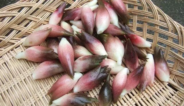 大家1觅豆马迟迷失的马航与神秘的藤壶