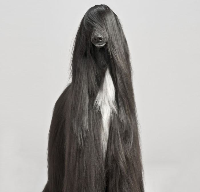 萨摩耶犬他的头发很像日本漫画中的不良少年!