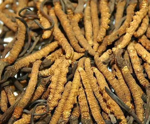 名贵中药材概览（附高清图）