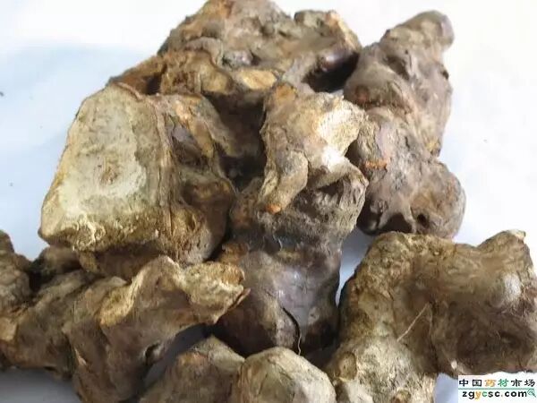 名贵中药材概览