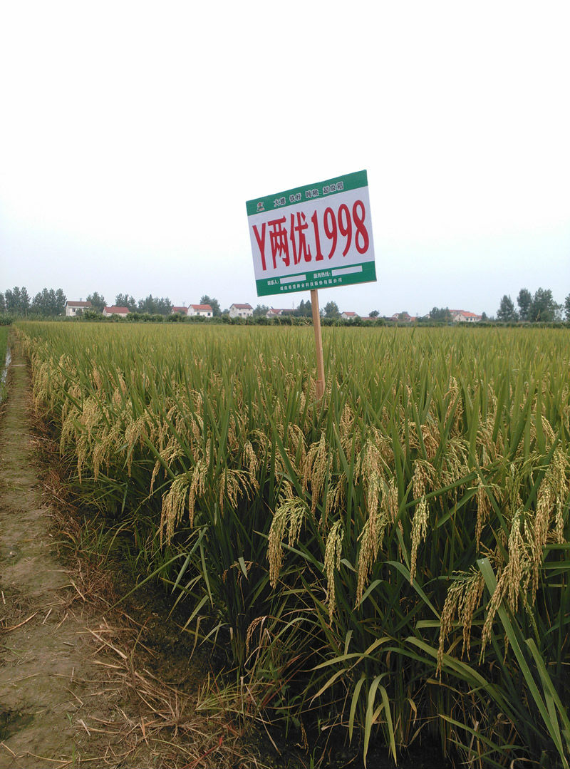 用事实说话记y两优6号y两优1998四川大田优异表现