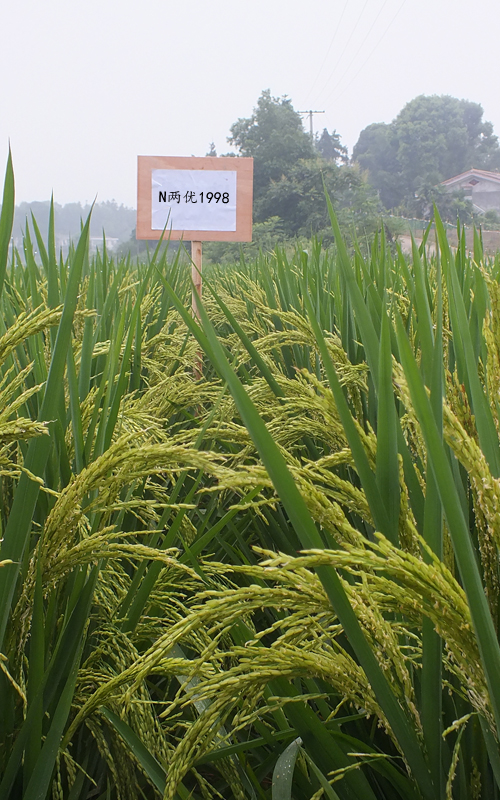 重点品种推介n两优1998