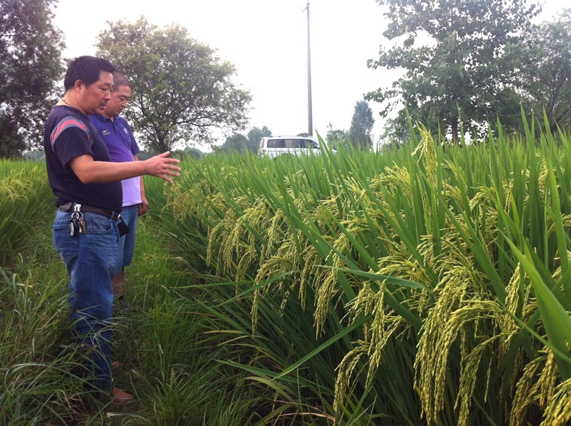 安徽y两优1998长势喜人今秋将迎大丰收多图杀猫