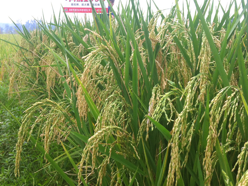 安徽y两优1998长势喜人今秋将迎大丰收多图杀猫