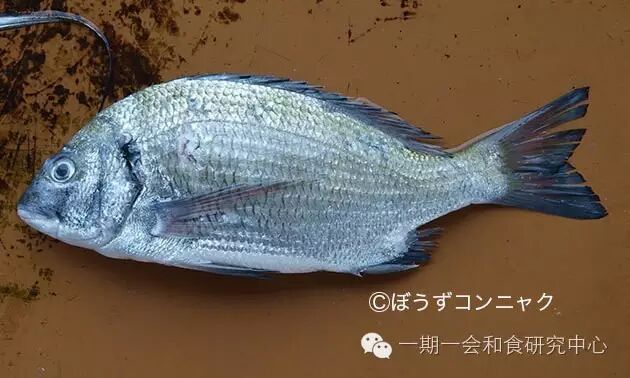 日本的代表鱼 鲷鱼 一期一会和食研究所 微信公众号文章阅读 Wemp