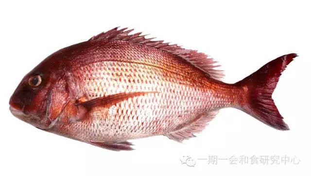 日本的代表鱼 鲷鱼 一期一会和食研究所 微信公众号文章阅读 Wemp