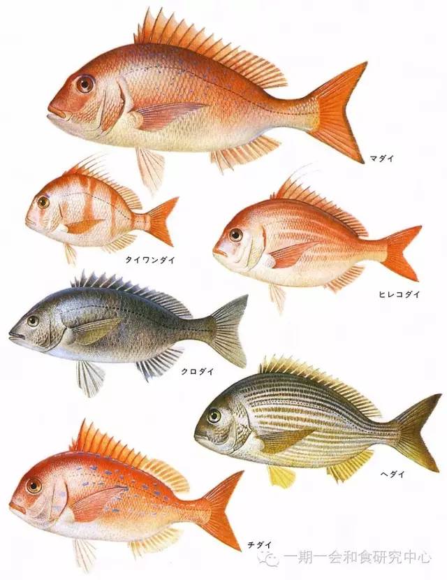 日本的代表鱼 鲷鱼 一期一会和食研究所 微信公众号文章阅读 Wemp